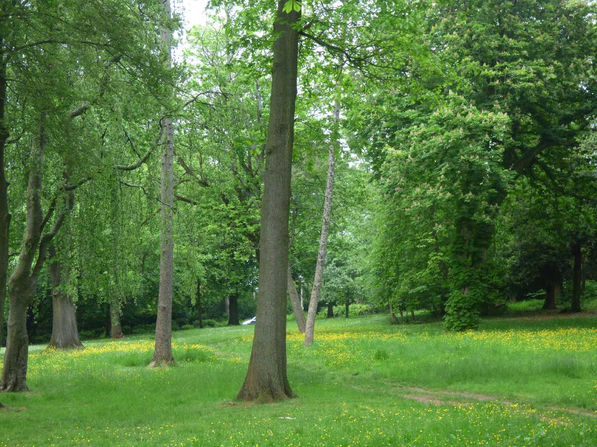 Trees and wildflowers on the grass at Cannon Hill Park (June 2021)